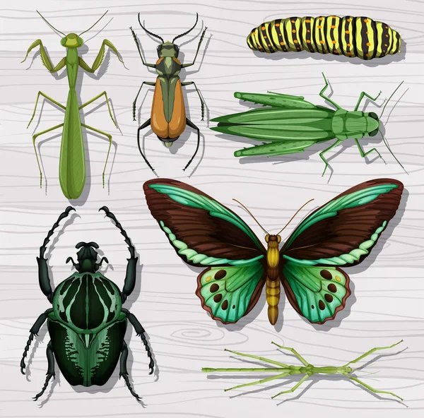 Conjunto Diferentes Insectos Fondo Pantalla Madera Blanca Ilustración — Vector de stock