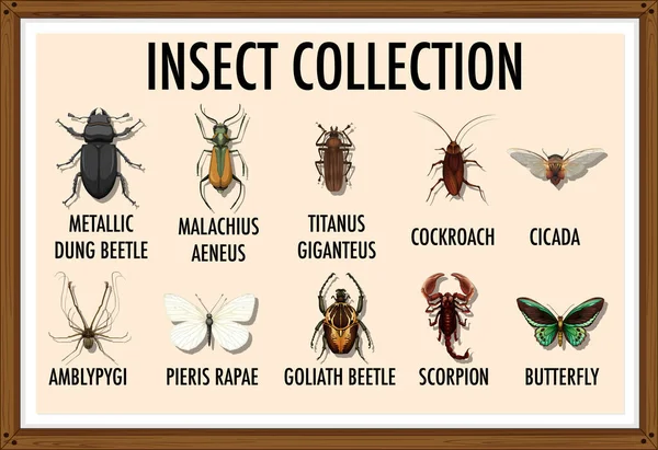 Lista Entomologia Ilustração Coleção Insetos — Vetor de Stock