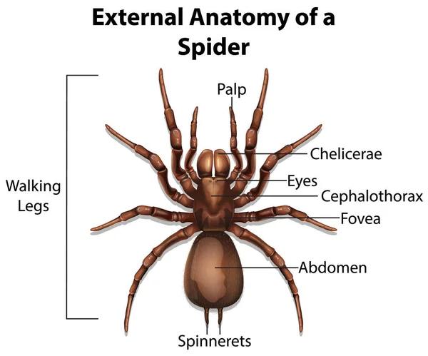 Anatomia Externa Uma Aranha Sobre Fundo Branco Ilustração — Vetor de Stock