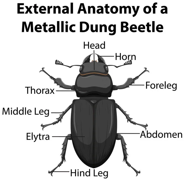 Zewnętrzna Anatomia Żuka Metalowego Białym Tle Ilustracja — Wektor stockowy