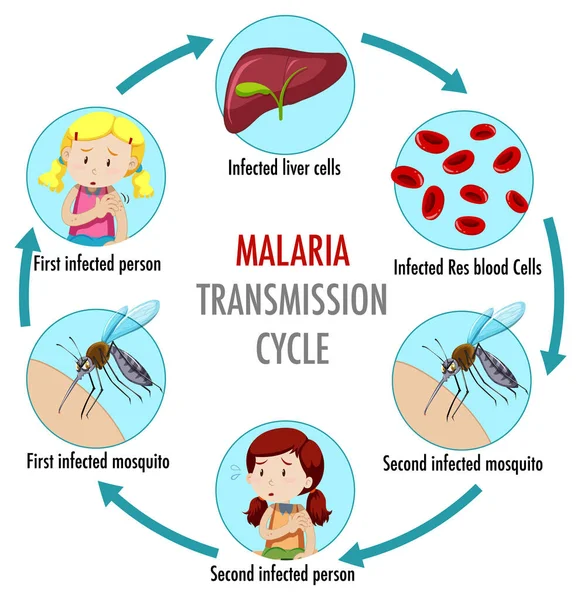 Malaria Übertragungszyklus Informationen Infografik Illustration — Stockvektor