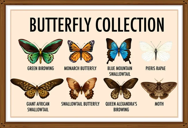 一套蝴蝶收集图解 — 图库矢量图片