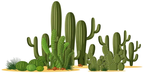 Different Shapes Cactus Group Illustration — Stock Vector