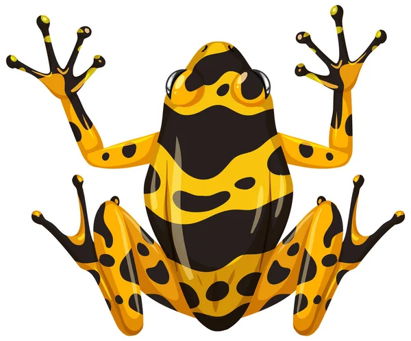 Yellow Banaded Frog Isolated White Background Illustration — Stock Vector