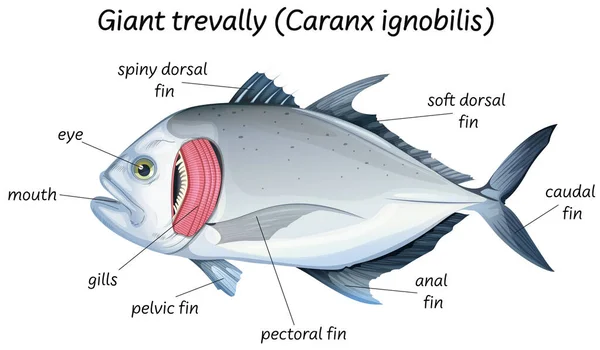 Ciencia Anatomía Interna Los Peces Ilustración — Vector de stock