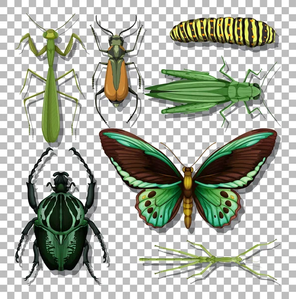 Jeu Différents Insectes Sur Fond Transparent Illustration — Image vectorielle