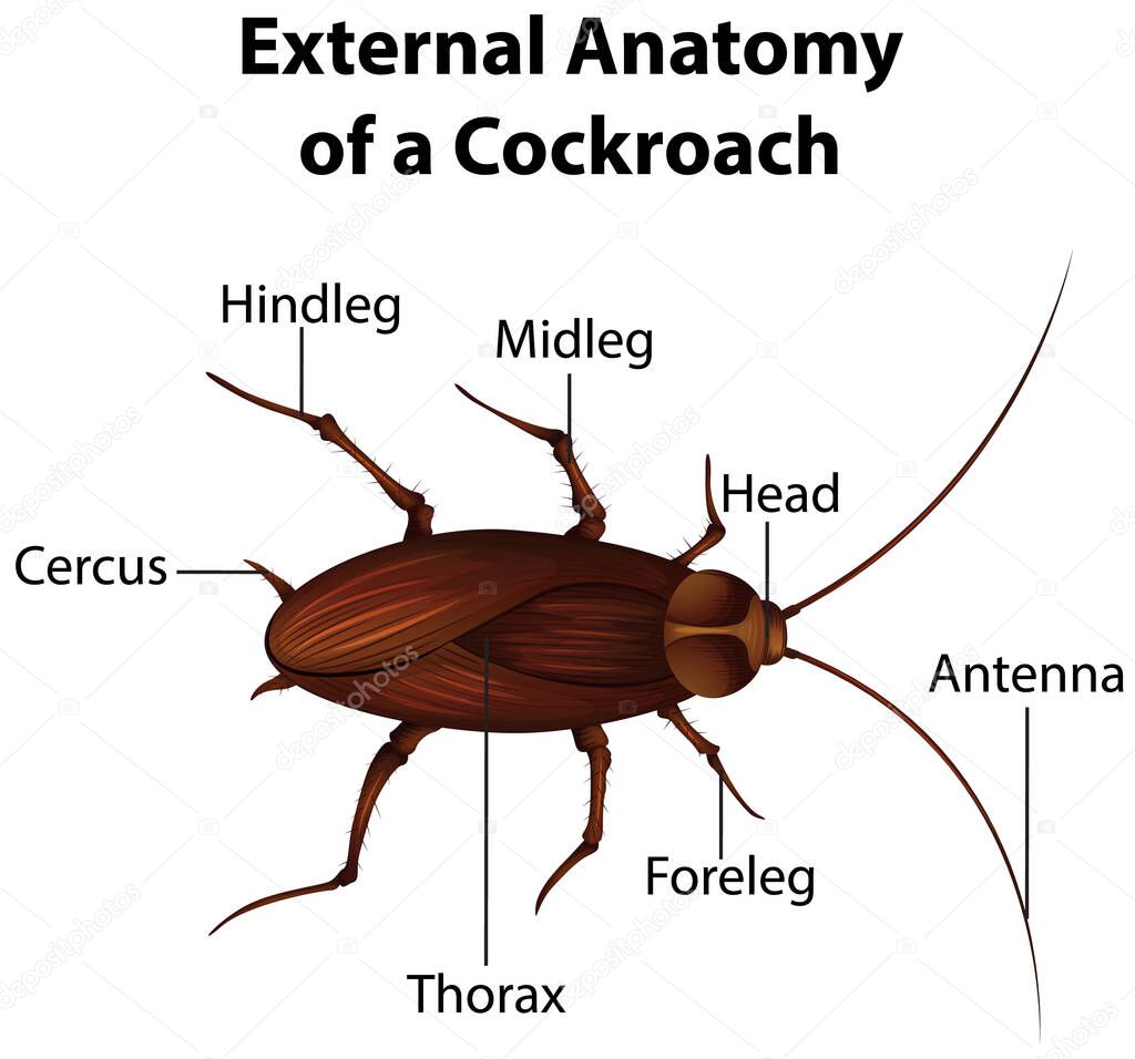 External Anatomy of a Cockroach on white background illustration