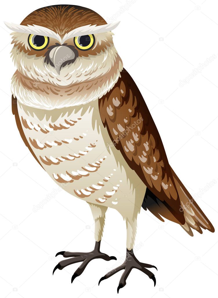 Burrowing owl isolated on white background illustration