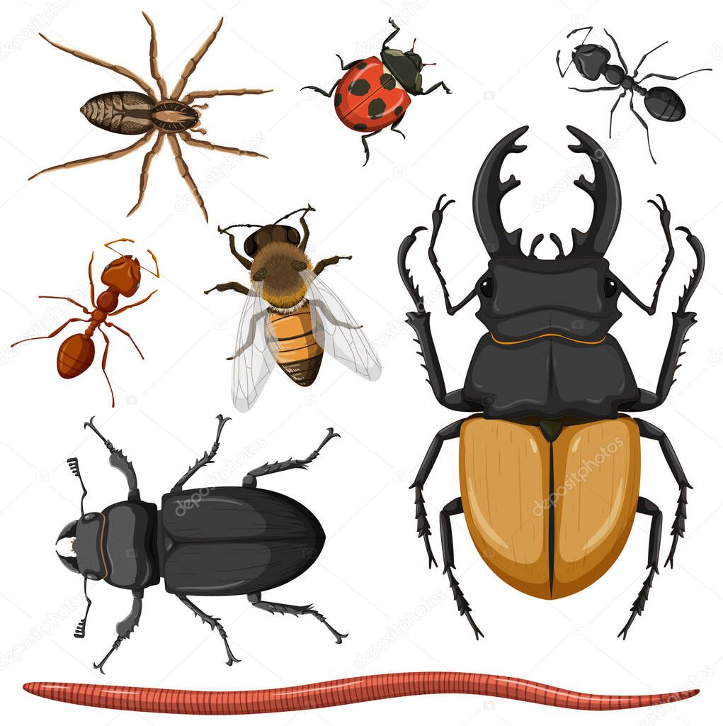 Set of different insects on white background illustration