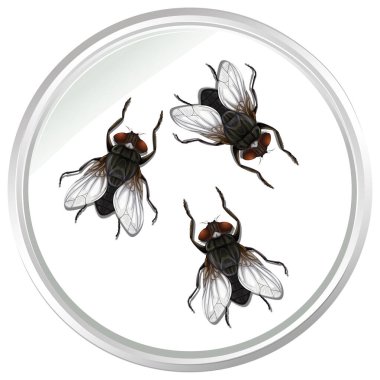 Beyaz arkaplanda izole edilmiş uçan böcekler