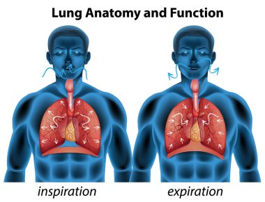 Akciğer anatomisi ve eğitim illüstrasyonu işlevleri