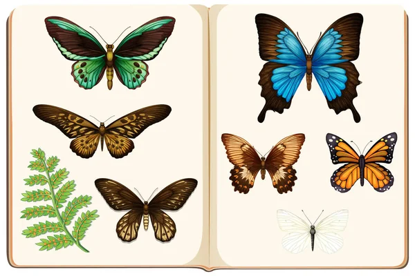 Collezione Farfalla Sfondo Bianco Illustrazione — Vettoriale Stock