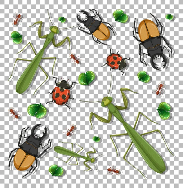 Set Different Insects Transparent Background Illustration — Stock Vector