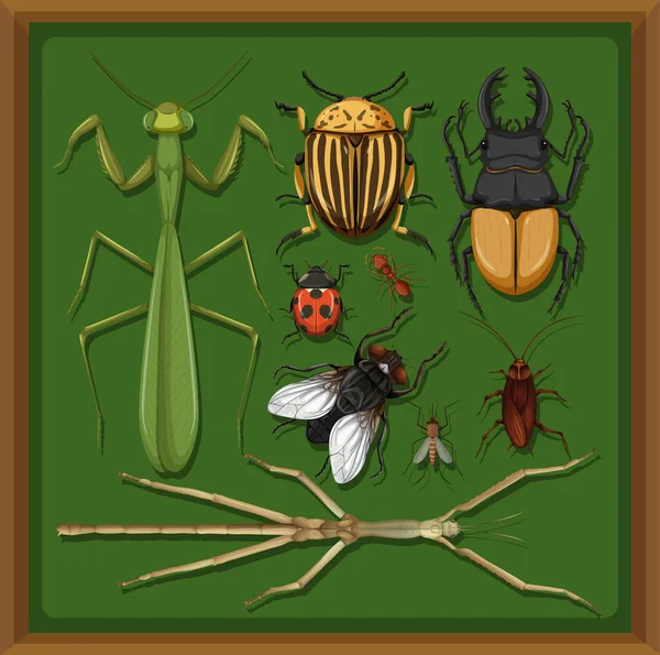 Ahşap Çerçeve Arkaplan Illüstrasyonunda Farklı Böcekler Kümesi — Stok Vektör