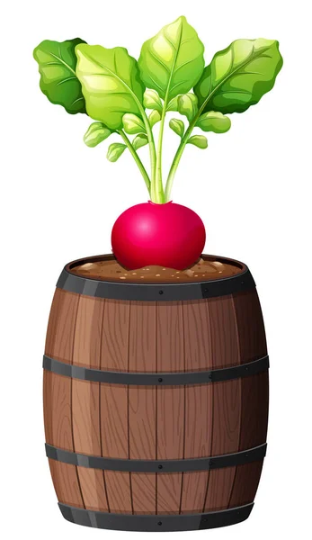 Ředkvička Rostlina Dřevěném Hrnci Izolované Bílém Pozadí Ilustrace — Stockový vektor