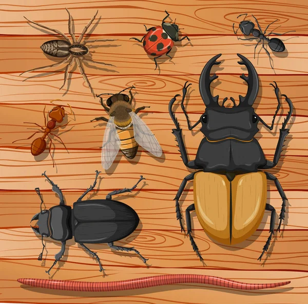 Set Van Verschillende Insecten Houten Achtergrond Illustratie — Stockvector