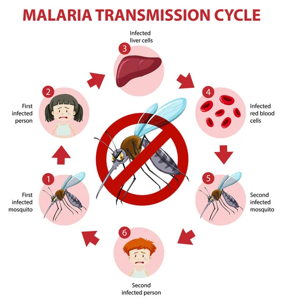 Κύκλος Μετάδοσης Ελονοσίας Και Πληροφορίες Συμπτωμάτων Infographic Εικονογράφηση — Διανυσματικό Αρχείο