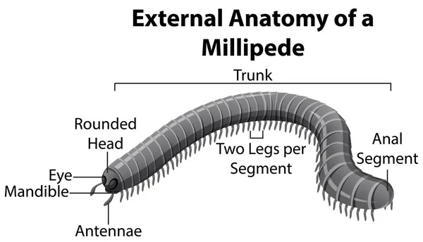 Externe Anatomie Van Een Millipede Witte Achtergrond Illustratie — Stockvector