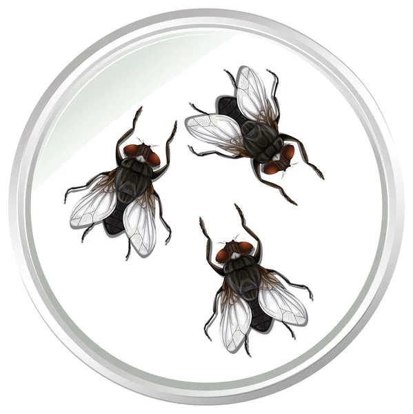 Insectos Mosca Aislados Sobre Fondo Blanco Ilustración — Vector de stock