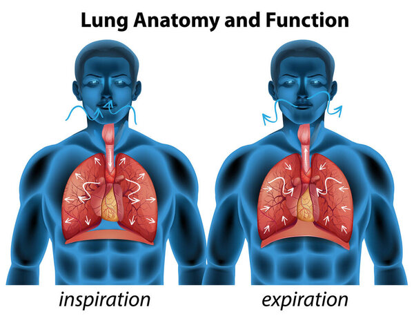 Анатомия легких и функции для иллюстрации образования