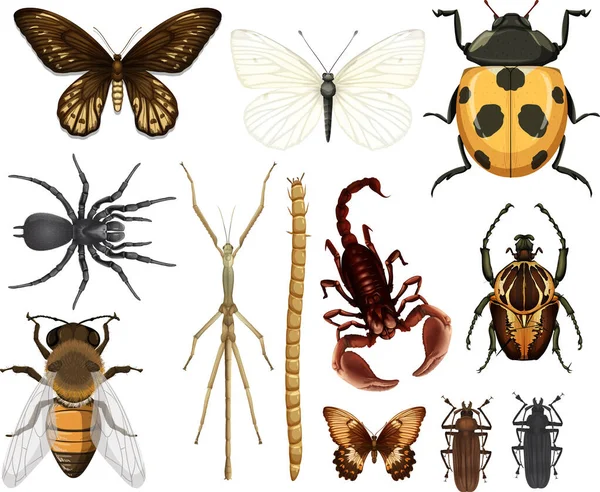 Different Insects Collection Isolated White Background Illustration — Stock Vector