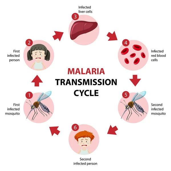 Πληροφορίες Για Τον Κύκλο Μετάδοσης Της Ελονοσίας — Διανυσματικό Αρχείο
