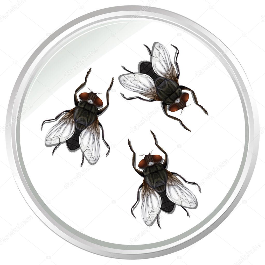 Fly insects isolated on white background illustration