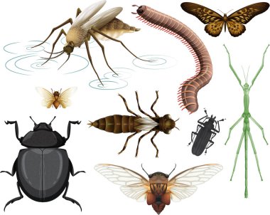 Beyaz arkaplanda izole edilmiş farklı böcek koleksiyonu