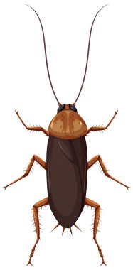 Hamamböceği beyaz arkaplan resimlerinde izole edildi