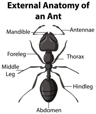Beyaz arkaplan illüstrasyonunda bir karıncanın dış anatomisi