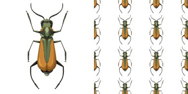 Malachius Aeneus böceği ve kusursuz arkaplan çizimi