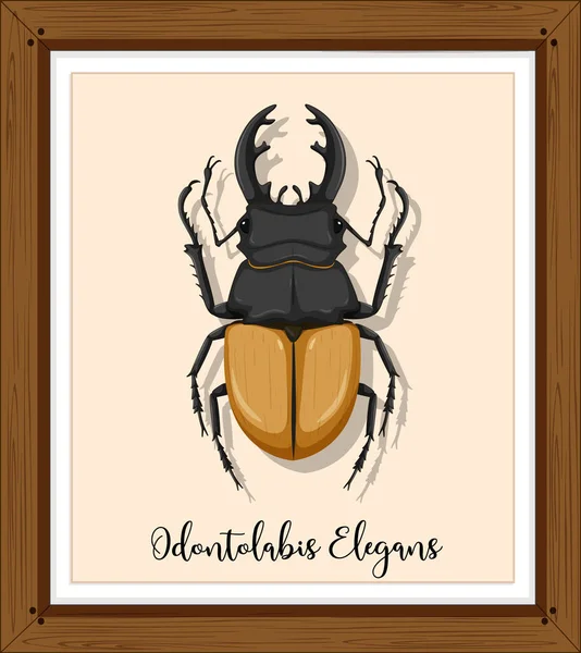 Odontolabis Elegans Wood Frame Illustration - Stok Vektor