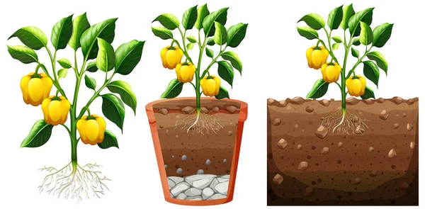 Conjunto Planta Pimiento Amarillo Con Raíces Aisladas Sobre Fondo Blanco — Archivo Imágenes Vectoriales