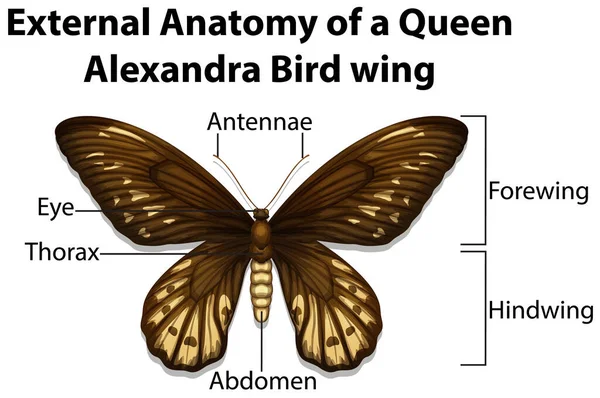 Externe Anatomie Einer Königin Alexandra Vogelflügel Auf Weißem Hintergrund Illustration — Stockvektor