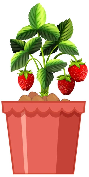 Fraisier Pot Rouge Isolé Sur Fond Blanc Illustration — Image vectorielle