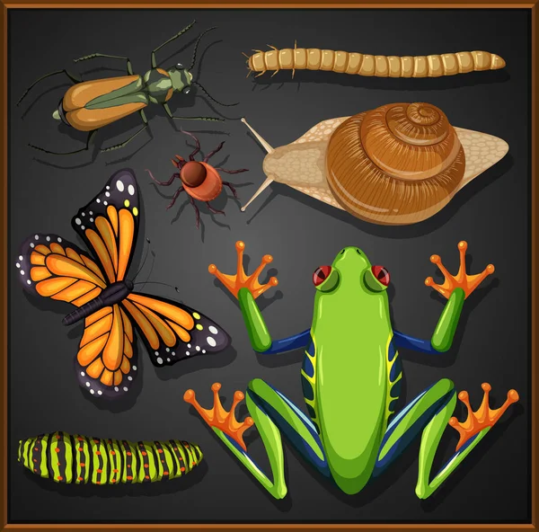 Set Van Verschillende Insecten Zwarte Achtergrond Illustratie — Stockvector