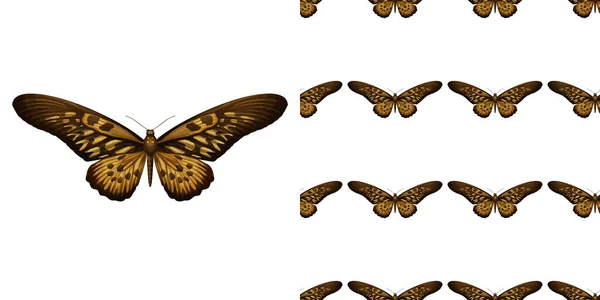 在白色背景上隔离的蝴蝶和无缝的蝴蝶插图 — 图库矢量图片