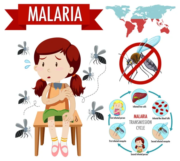 Malaria Übertragungszyklus Und Symptominformationen — Stockvektor