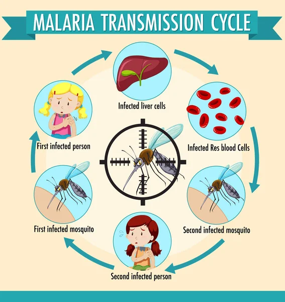 Malaria Übertragungszyklus Informationen Infografik Illustration — Stockvektor