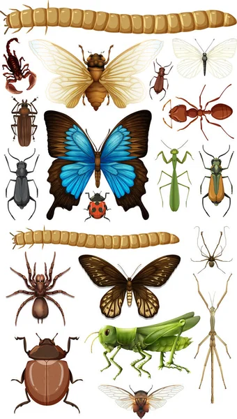 Different Insects Collection Isolated White Background Illustration — Stock Vector