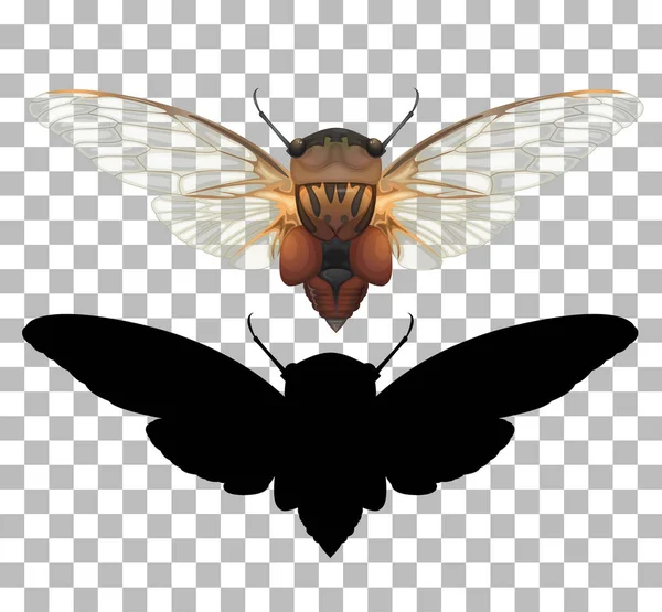 Cicada Transparent Background Illustration — 图库矢量图片