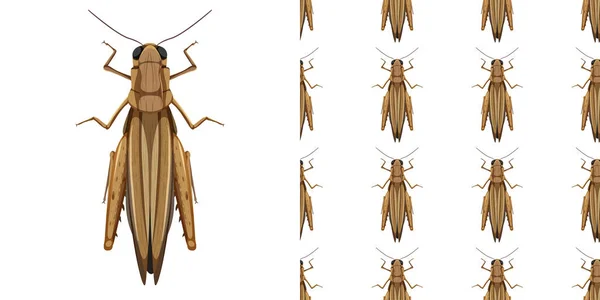 Beyaz Arka Planda Izole Edilmiş Çekirge Böcekleri Kusursuz Çizimler — Stok Vektör