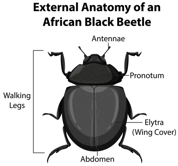 External Anatomy African Black Beetle White Background Illustration — Stock Vector