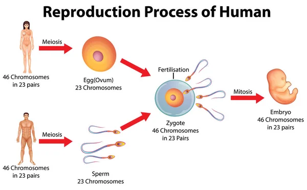 Processo Reprodução Ilustração Humana — Vetor de Stock