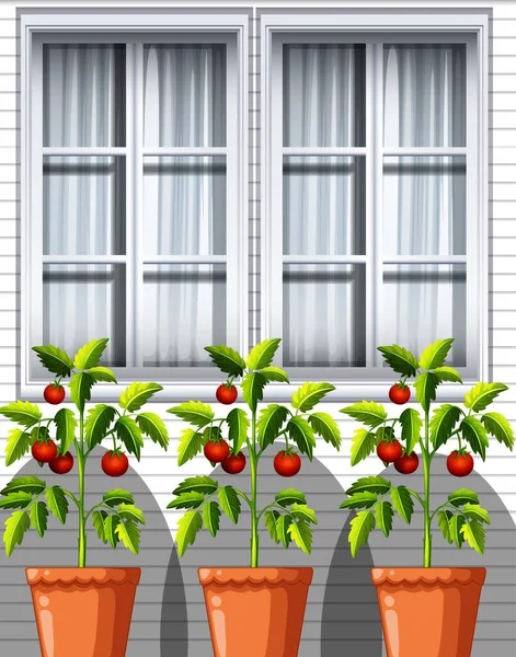 Three Tomatoes Plants Pots Window Background Illustration — Stock Vector