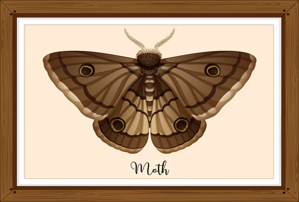 Moth Trä Ram Illustration — Stock vektor