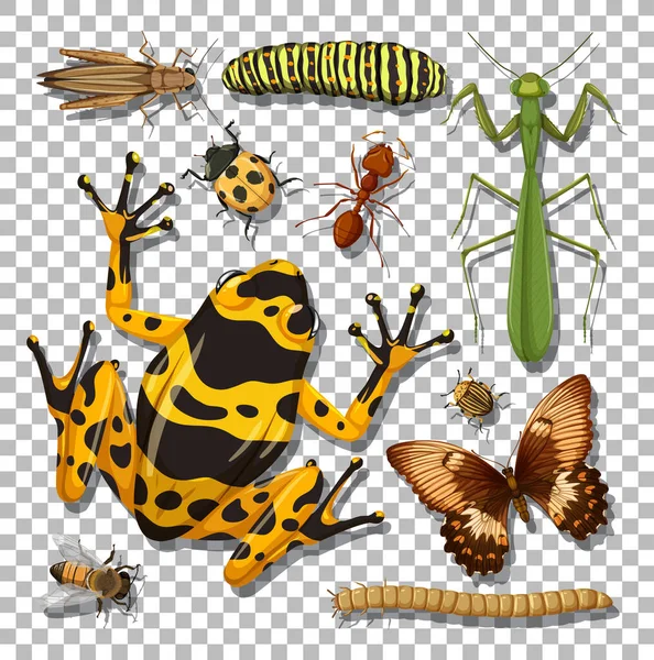 透明な背景のイラストに異なる昆虫のセット — ストックベクタ