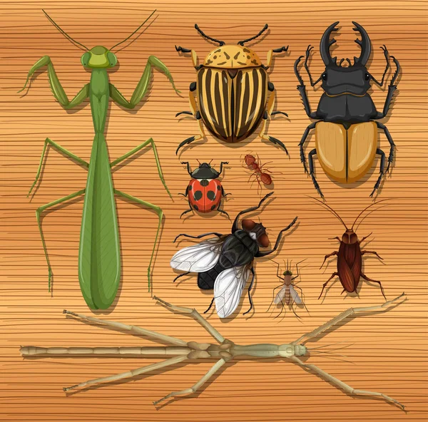 Conjunto Diferentes Insectos Fondo Pantalla Madera Ilustración — Archivo Imágenes Vectoriales