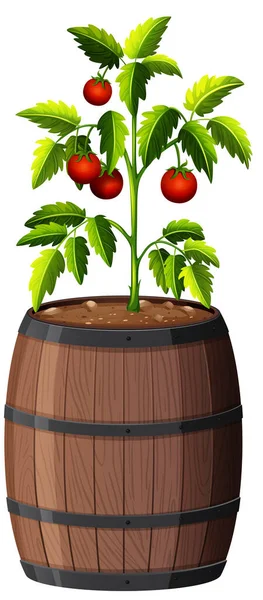 白い背景のイラストに隔離された木製の鍋にトマトの植物 — ストックベクタ