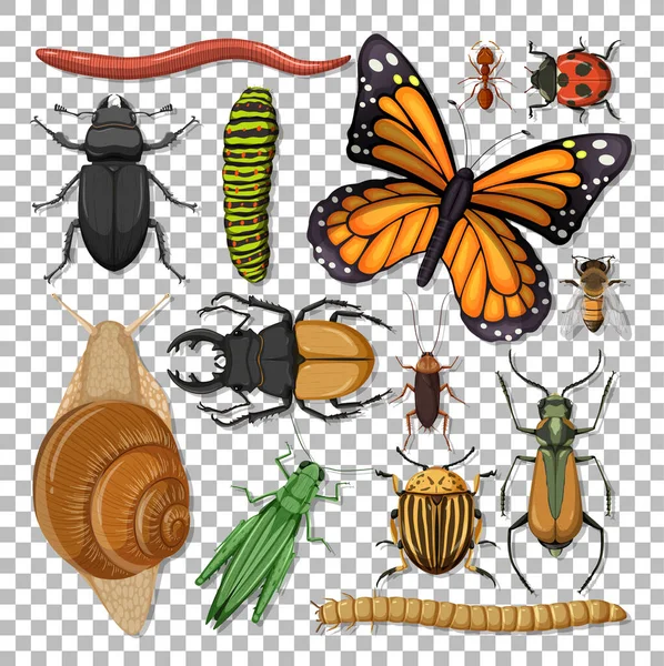 透明背景图上的一组不同昆虫 — 图库矢量图片